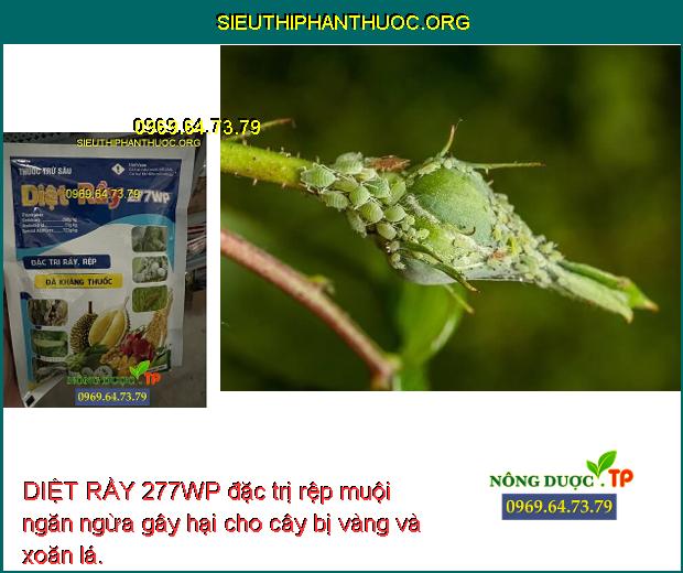DIỆT RẦY 277WP đặc trị rệp muội ngăn ngừa gây hại cho cây bị vàng và xoăn lá.