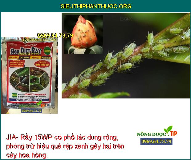 JIA- Rầy 15WP có phổ tác dụng rộng, phòng trừ hiệu quả rệp xanh gây hại trên cây hoa hồng.