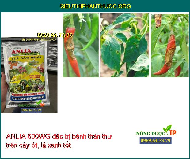 ANLIA 600WG đặc trị bệnh thán thư trên cây ớt, lá xanh tốt.