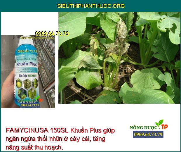FAMYCINUSA 150SL Khuẩn Plus giúp ngăn ngừa thối nhũn ở cây cải, tăng năng suất thu hoạch.