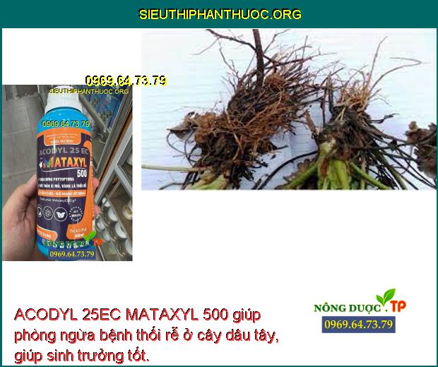 ACODYL 25EC MATAXYL 500 giúp phòng ngừa bệnh thối rễ ở cây dâu tây, giúp sinh trưởng tốt. 