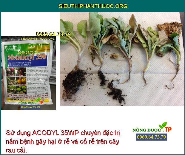 Sử dụng ACODYL 35WP chuyên đặc trị nấm bệnh gây hại ở rễ và cổ rễ trên cây rau cải.