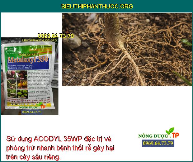Sử dụng ACODYL 35WP đặc trị và phòng trừ nhanh bệnh thối rễ gây hại trên cây sầu riêng.