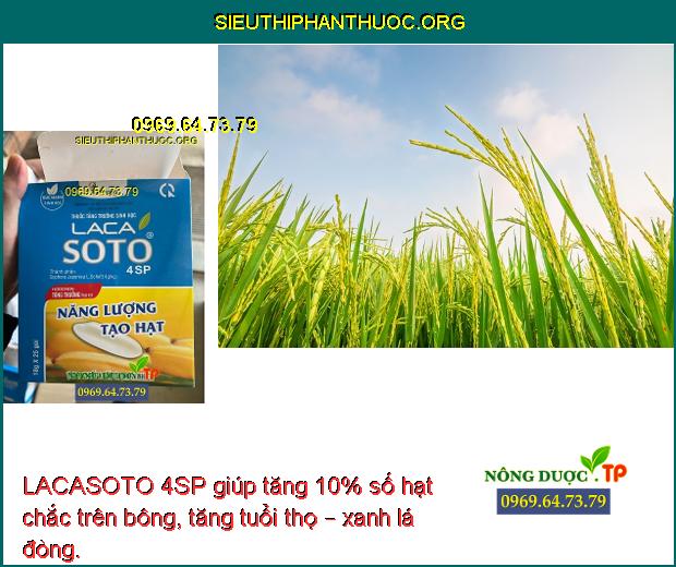 LACASOTO 4SP giúp tăng 10% số hạt chắc trên bông, tăng tuổi thọ – xanh lá đòng.