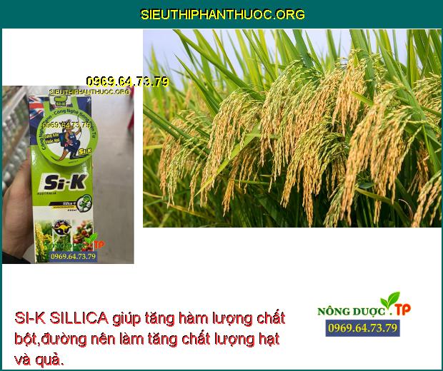 SI-K SILLICA giúp tăng hàm lượng chất bột,đường nên làm tăng chất lượng hạt và quả.