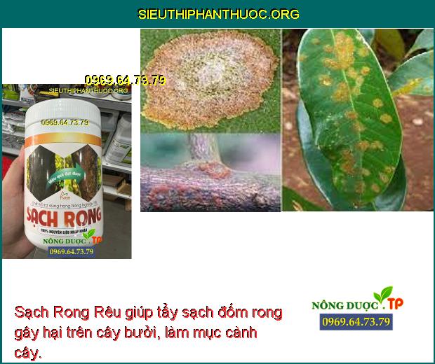 Sạch Rong Rêu giúp tẩy sạch đốm rong gây hại trên cây bưởi, làm mục cành cây.