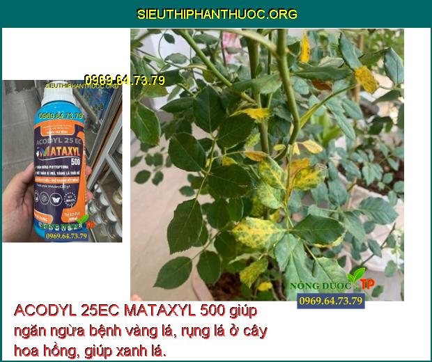 ACODYL 25EC MATAXYL 500 giúp ngăn ngừa bệnh vàng lá, rụng lá ở cây hoa hồng, giúp xanh lá. 
