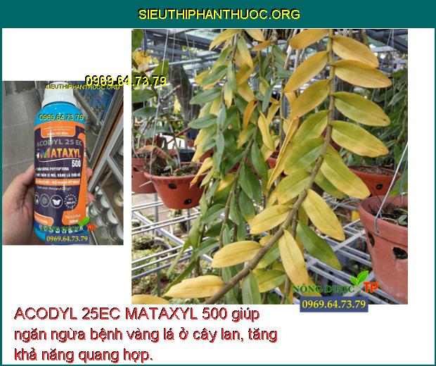 ACODYL 25EC MATAXYL 500 giúp ngăn ngừa bệnh vàng lá ở cây lan, tăng khả năng quang hợp.