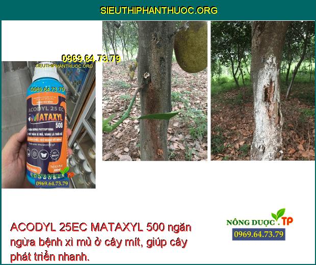 ACODYL 25EC MATAXYL 500 ngăn ngừa bệnh xì mủ ở cây mít, giúp cây phát triển nhanh.