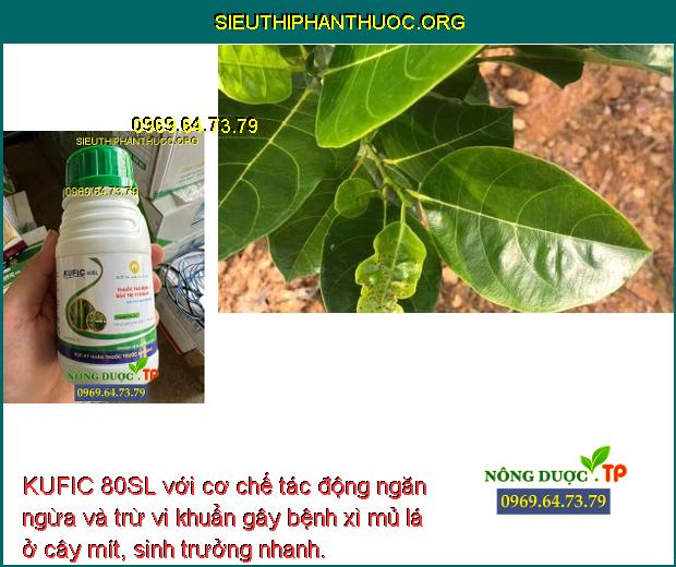 KUFIC 80SL với cơ chế tác động ngăn ngừa và trừ vi khuẩn gây bệnh xì mủ lá ở cây mít, sinh trưởng nhanh. 