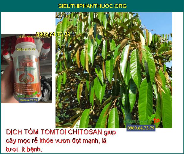DỊCH TÔM TOMTOI CHITOSAN giúp cây mọc rễ khỏe vươn đọt mạnh, lá tươi, ít bệnh.