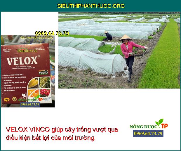 VELOX VINCO giúp cây trồng vượt qua điều kiện bất lợi của môi trường.