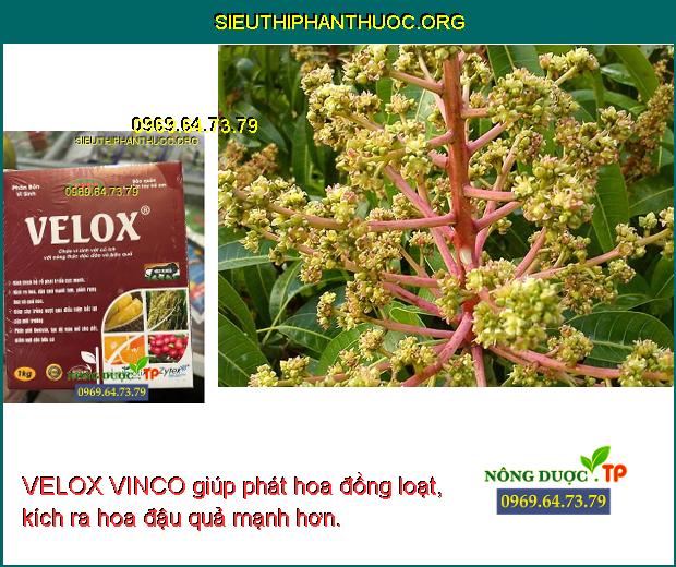 VELOX VINCO giúp phát hoa đồng loạt, kích ra hoa đậu quả mạnh hơn.