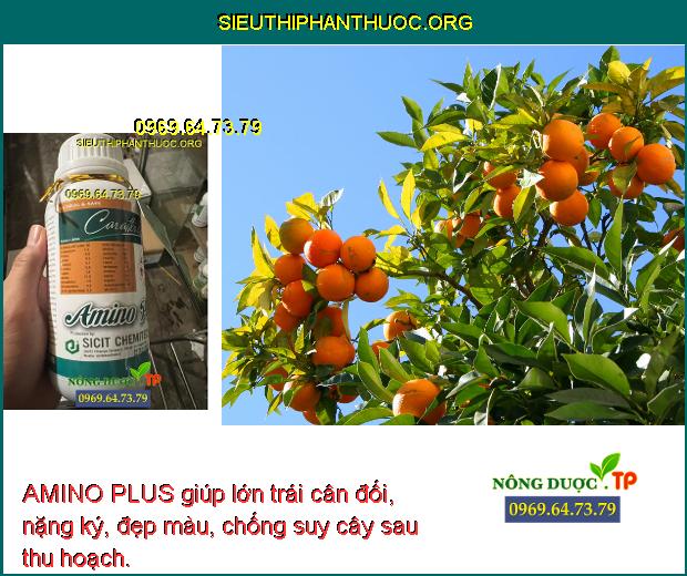 AMINO PLUS giúp lớn trái cân đối, nặng ký, đẹp màu, chống suy cây sau thu hoạch.