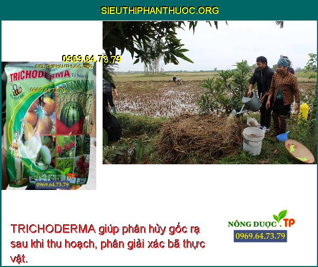 TRICHODERMA giúp phân hủy gốc rạ sau khi thu hoạch, phân giải xác bã thực vật.