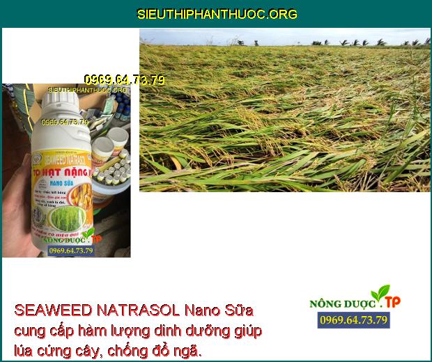 SEAWEED NATRASOL Nano Sữa cung cấp hàm lượng dinh dưỡng giúp lúa cứng cây, chống đổ ngã.