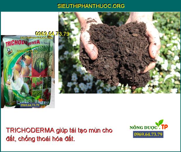 TRICHODERMA giúp tái tạo mùn cho đất, chống thoái hóa đất.