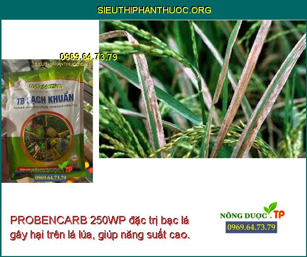 PROBENCARB 250WP đặc trị bạc lá gây hại trên lá lúa, giúp năng suất cao.