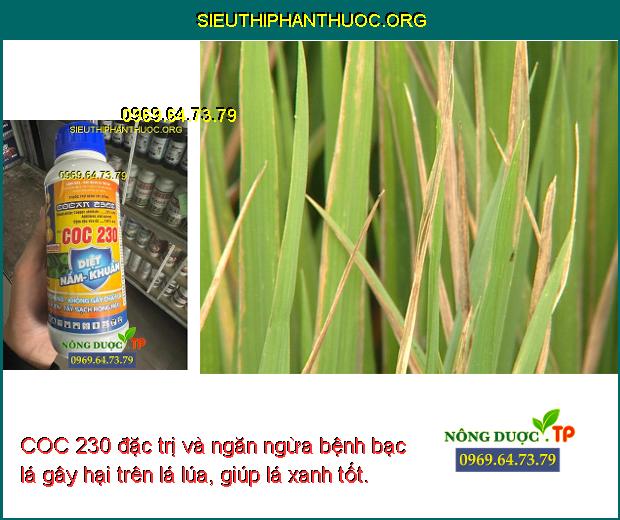 COC 230 đặc trị và ngăn ngừa bệnh bạc lá gây hại trên lá lúa, giúp lá xanh tốt.
