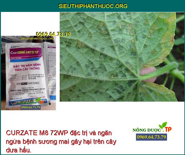 CURZATE M8 72WP đặc trị và ngăn ngừa bệnh sương mai gây hại trên cây dưa hấu.