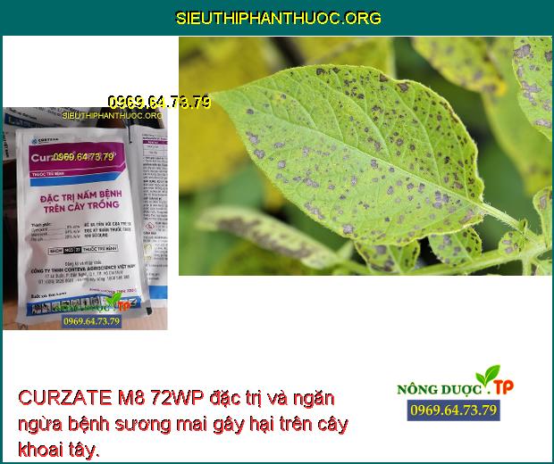 CURZATE M8 72WP đặc trị và ngăn ngừa bệnh sương mai gây hại trên cây khoai tây.