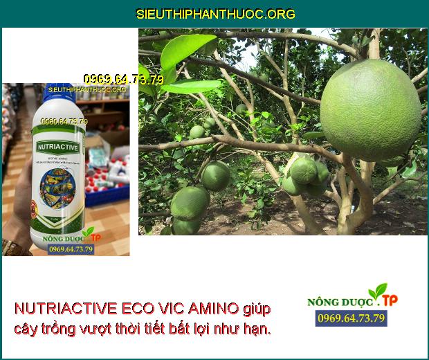 NUTRIACTIVE ECO VIC AMINO giúp cây trồng vượt thời tiết bất lợi như hạn.