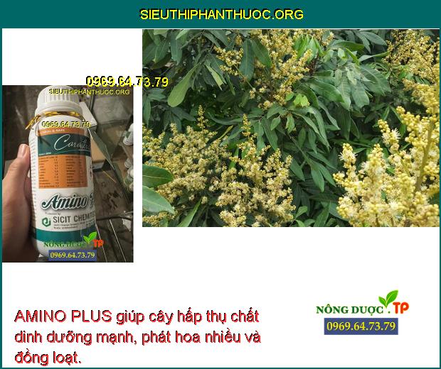 AMINO PLUS giúp cây hấp thụ chất dinh dưỡng mạnh, phát hoa nhiều và đồng loạt.