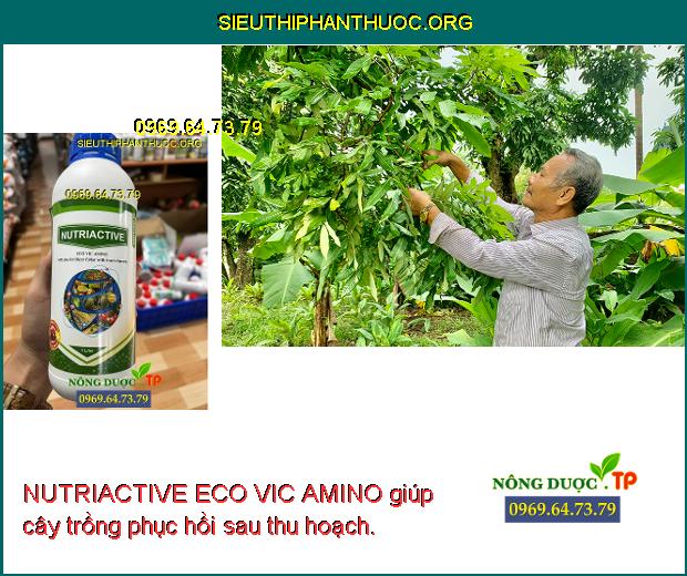 NUTRIACTIVE ECO VIC AMINO giúp cây trồng phục hồi sau thu hoạch.