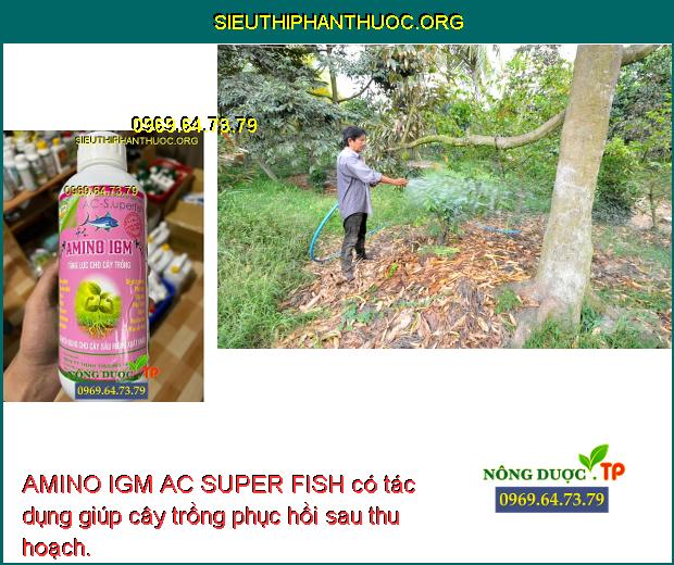 AMINO IGM AC SUPER FISH có tác dụng giúp cây trồng phục hồi sau thu hoạch.