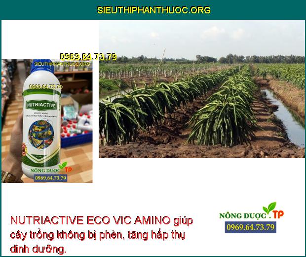 NUTRIACTIVE ECO VIC AMINO giúp cây trồng không bị phèn, tăng hấp thụ dinh dưỡng.