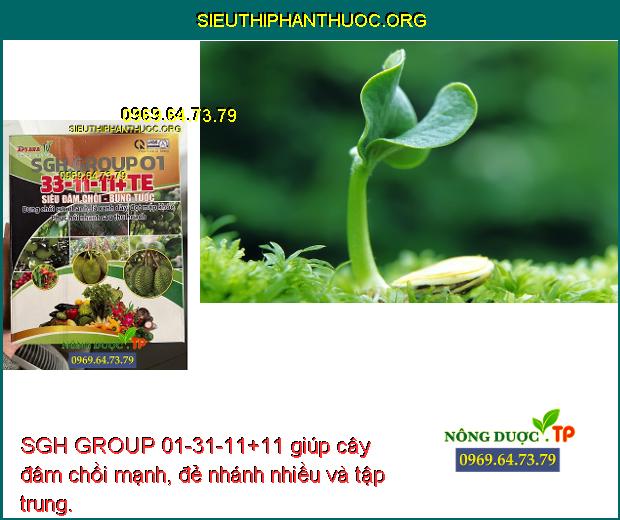 SGH GROUP 01-31-11+11 giúp cây đâm chồi mạnh, đẻ nhánh nhiều và tập trung.