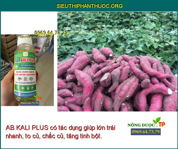 AB KALI PLUS có tác dụng giúp lớn trái nhanh, to củ, chắc củ, tăng tinh bột.