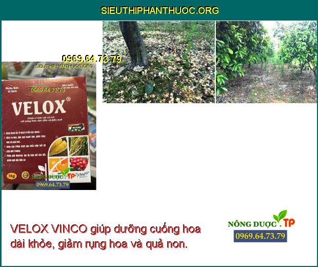 VELOX VINCO giúp dưỡng cuống hoa dài khỏe, giảm rụng hoa và quả non.