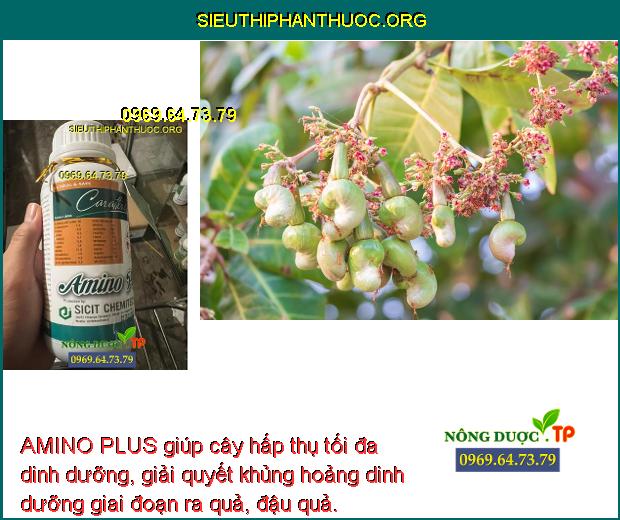 AMINO PLUS giúp cây hấp thụ tối đa dinh dưỡng, giải quyết khủng hoảng dinh dưỡng giai đoạn ra quả, đậu quả.