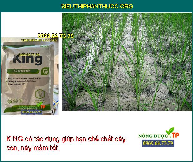 Lua Kin Li KING XỬ LÍ LÚA LỘN LÚA LẪN- Phân Hủy Hạt Lúa Nền- Lúa Lộn- Ra Rễ Mạnh ...