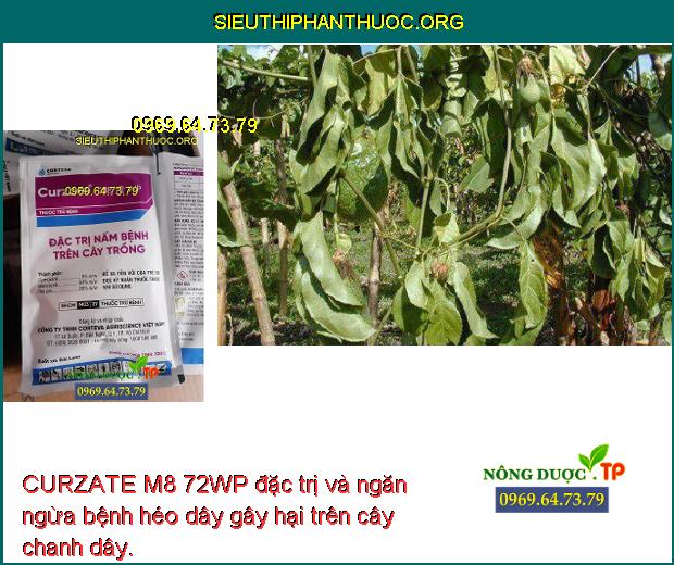 CURZATE M8 72WP đặc trị và ngăn ngừa bệnh héo dây gây hại trên cây chanh dây.