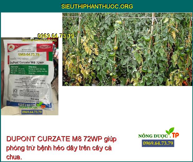 DUPONT CURZATE M8 72WP giúp phòng trừ bệnh héo dây trên cây cà chua.