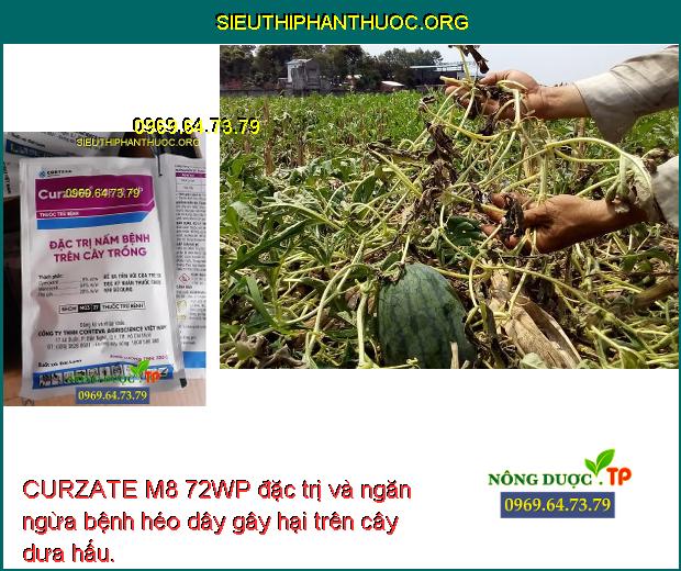 CURZATE M8 72WP đặc trị và ngăn ngừa bệnh héo dây gây hại trên cây dưa hấu.