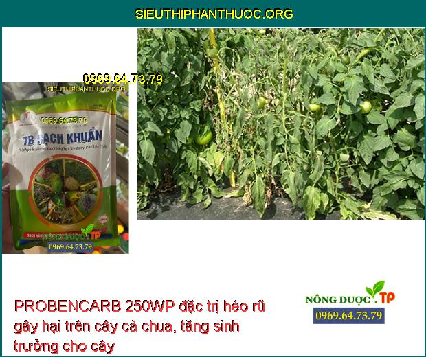 PROBENCARB 250WP đặc trị héo rũ gây hại trên cây cà chua, tăng sinh trưởng cho cây.