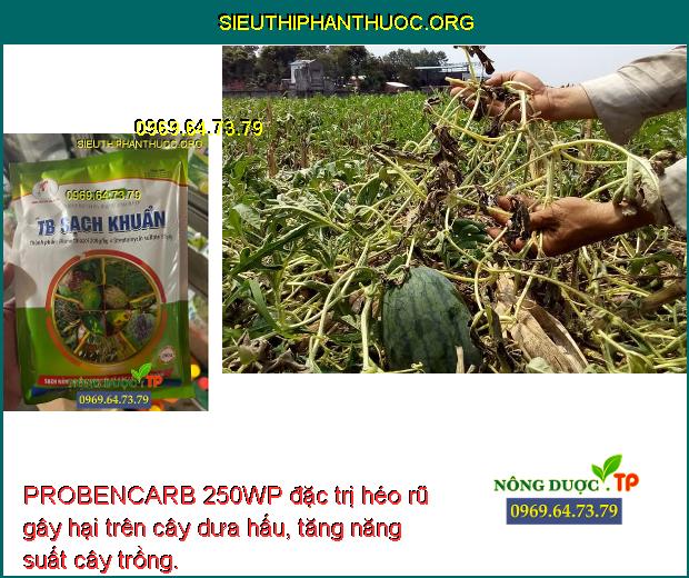 PROBENCARB 250WP đặc trị héo rũ gây hại trên cây dưa hấu, tăng năng suất cây trồng.