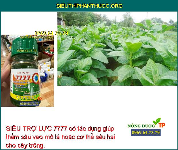 SIÊU TRỢ LỰC 7777 có tác dụng giúp thấm sâu vào mô lá hoặc cơ thể sâu hại cho cây trồng.