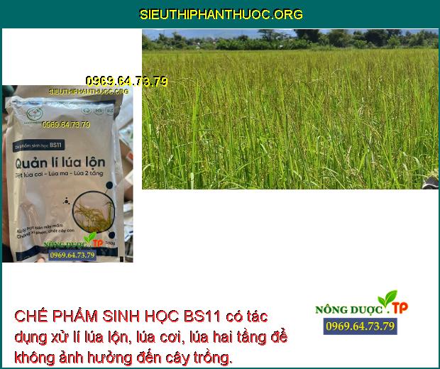 CHẾ PHẨM SINH HỌC BS11 có tác dụng xử lí lúa lộn, lúa cơi, lúa hai tầng để không ảnh hưởng đến cây trồng.