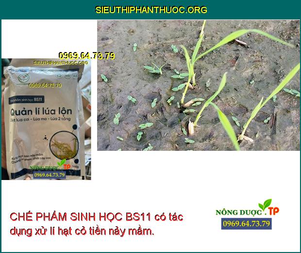 CHẾ PHẨM SINH HỌC BS11 có tác dụng xử lí hạt cỏ tiền nảy mầm.