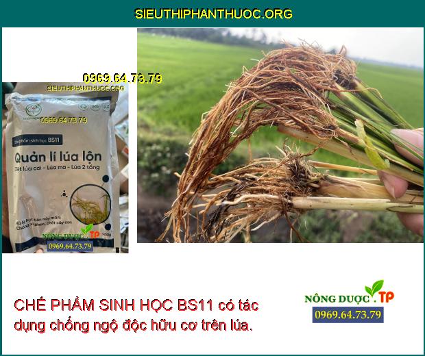 CHẾ PHẨM SINH HỌC BS11 có tác dụng chống ngộ độc hữu cơ trên lúa.