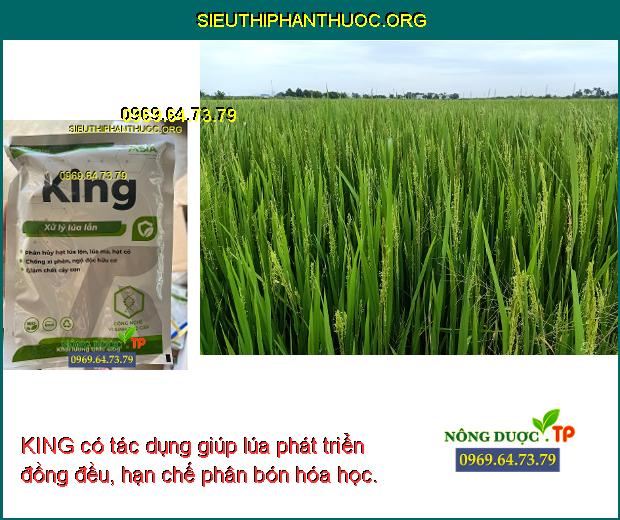 KING có tác dụng giúp lúa phát triển đồng đều, hạn chế phân bón hóa học.