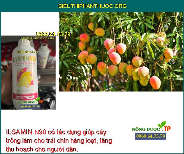 ILSAMIN N90 có tác dụng giúp cây trồng làm cho trái chín hàng loạt, tăng thu hoạch cho người dân.