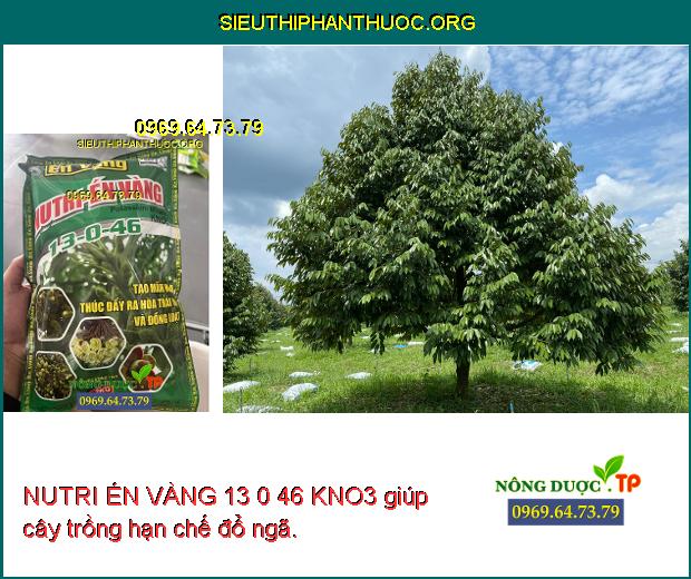 NUTRI ÉN VÀNG 13 0 46 KNO3 giúp cây trồng hạn chế đổ ngã.