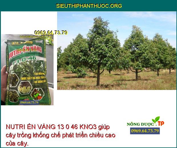 NUTRI ÉN VÀNG 13 0 46 KNO3 giúp cây trồng khống chế phát triển chiều cao của cây.