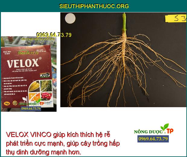 VELOX VINCO giúp kích thích hệ rễ phát triển cực mạnh, giúp cây trồng hấp thụ dinh dưỡng mạnh hơn.