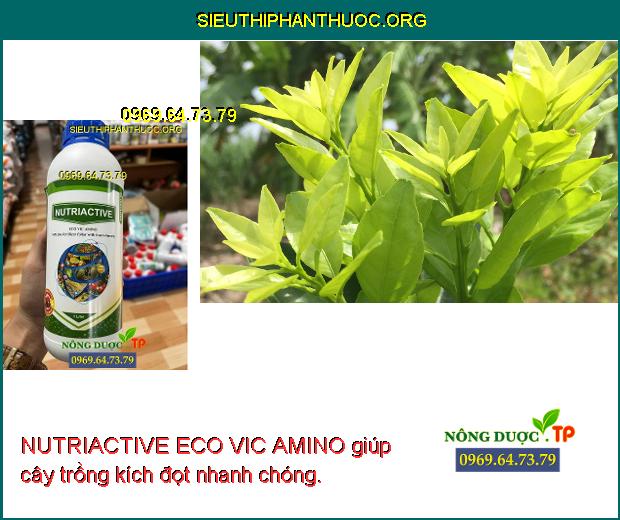 NUTRIACTIVE ECO VIC AMINO giúp cây trồng kích đọt nhanh chóng.